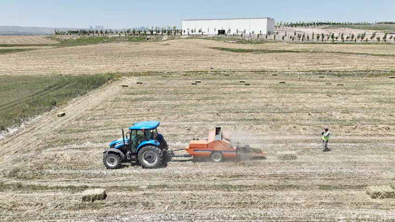 Ankara BAKAP'ta yılın ilk hasadı yerli üreticiyi sevindirecek